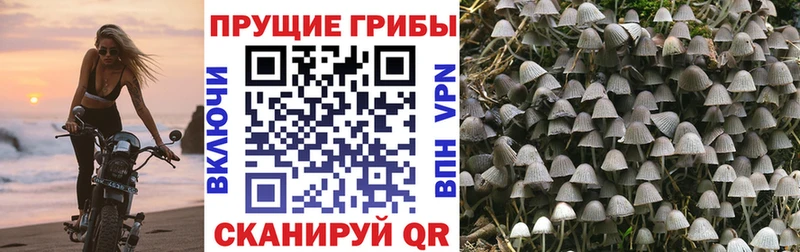 Псилоцибиновые грибы прущие грибы  Котельниково 